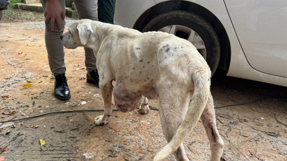 Prefeitura e Polícia Civil resgatam cachorra em situação de maus-tratos no Valparaíso