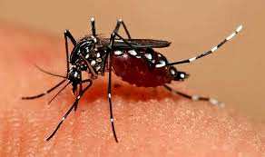 Prefeitura orienta para os cuidados no combate à dengue