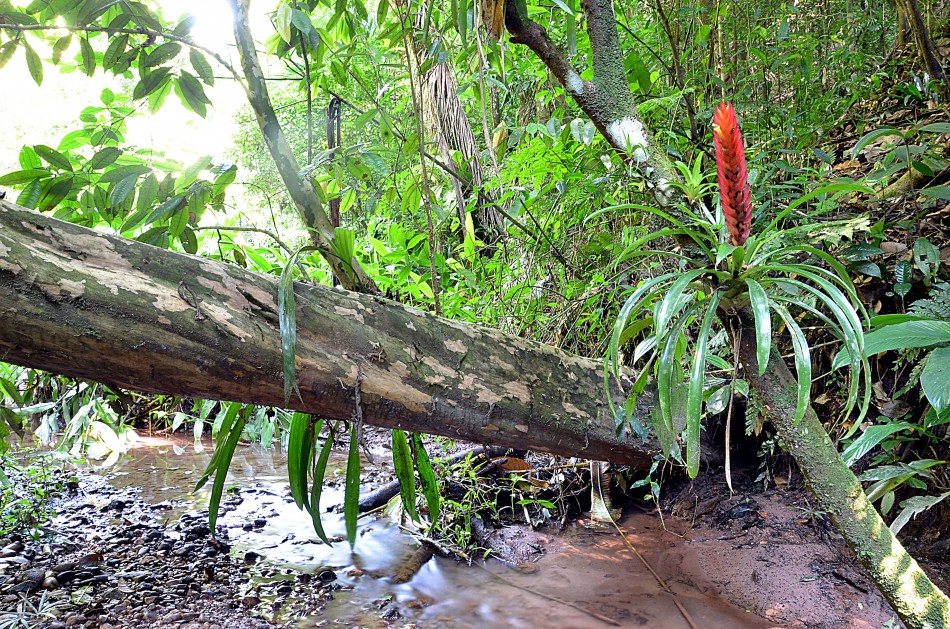 Parque São Francisco recebe caminhada fotográfica