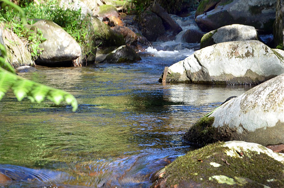 A 1ª Caminhada das Nascentes busca conscientização para o meio ambiente