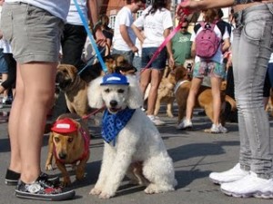 Domingo é dia de Cãominhada 