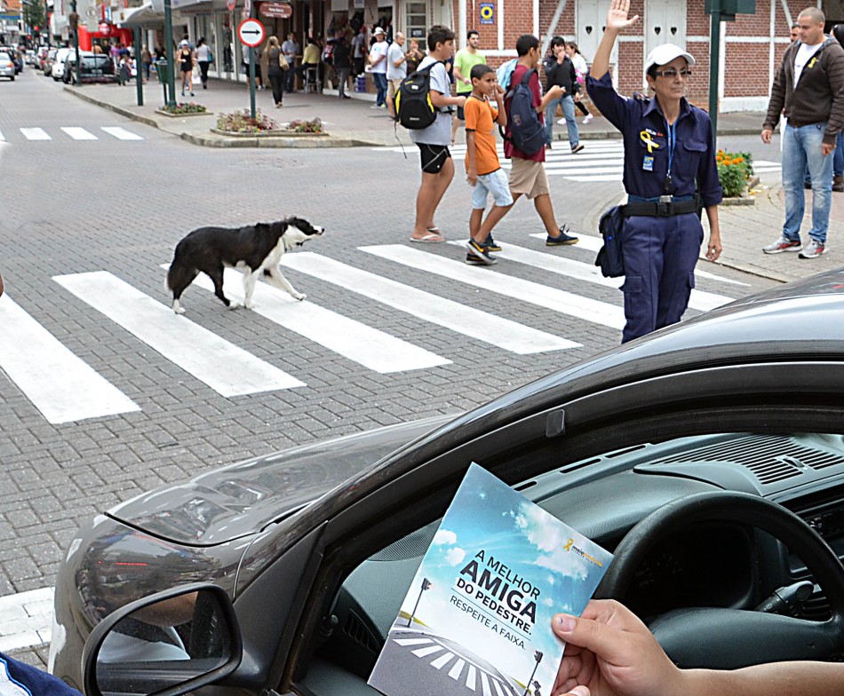 Cãozinho Sheep é atração no Centro de Blumenau