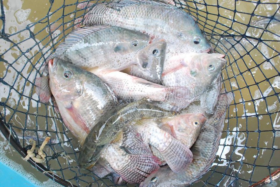 Feira do Peixe Vivo da Semana Santa atende a comunidade das 8h às 17h
