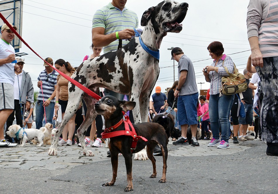 17ª Cãominhada conta com mais de 1.300 cães inscritos para este domingo