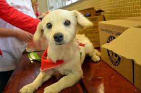 Bem Estar Animal promove mais um Sábado Animal no Coração de Blumenau