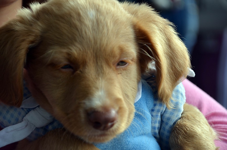 Campanha de Proteção aos Animais no Inverno encerra nesta sexta-feira