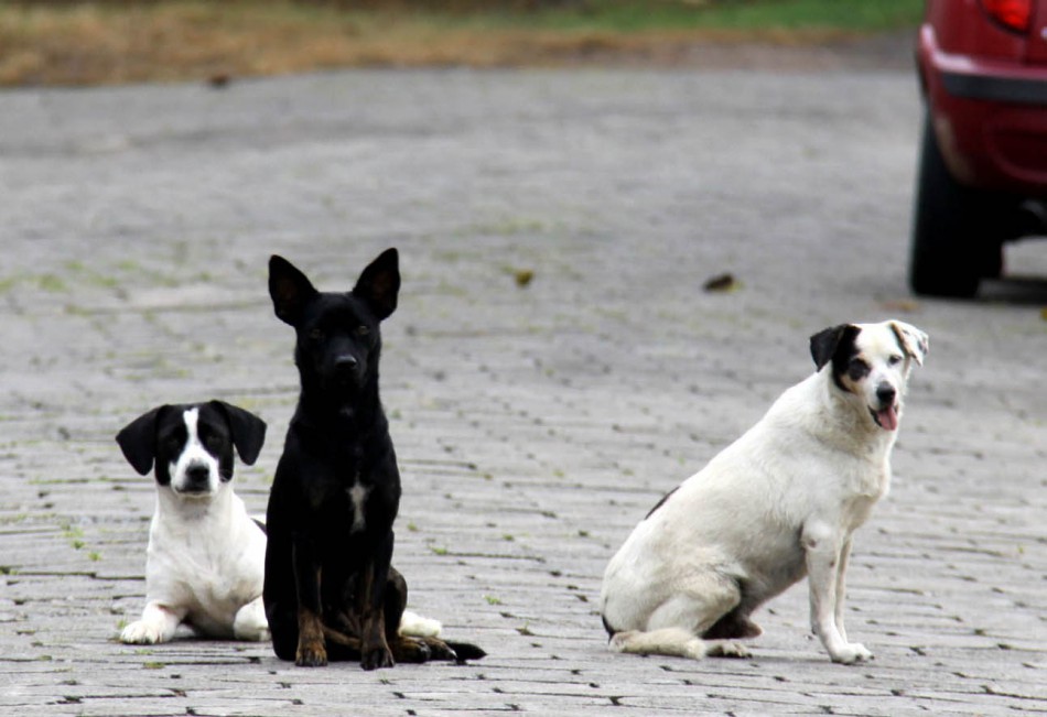 Animais de rua ganham apoio na recuperação a partir de setembro