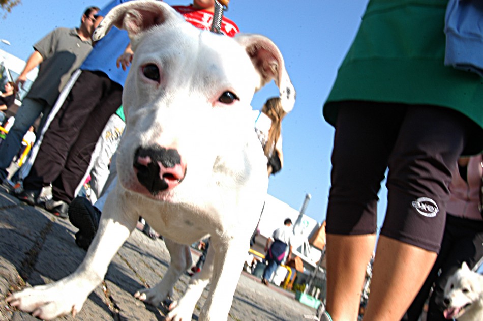 2ª Cãominhada de 2014 acontece neste domingo