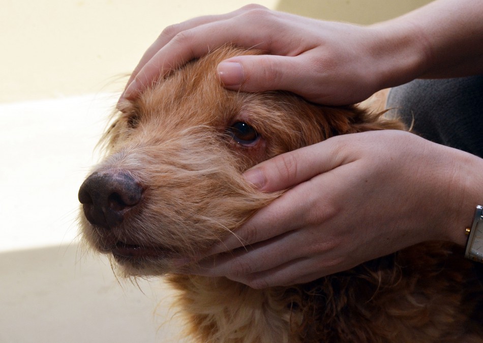 Prefeitura promove a 1ª Semana de Proteção e Bem Estar Animal