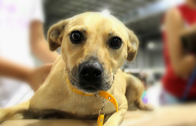 Bem Estar Animal representa município em congresso em Curitiba