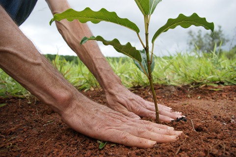 Faema planta mudas em comemoração ao Dia Mundial da Árvore