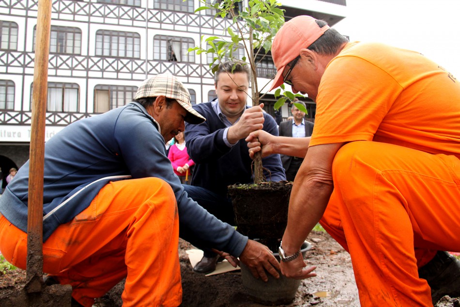 Figueira descendente de árvore histórica é plantada na Praça Victor Konder