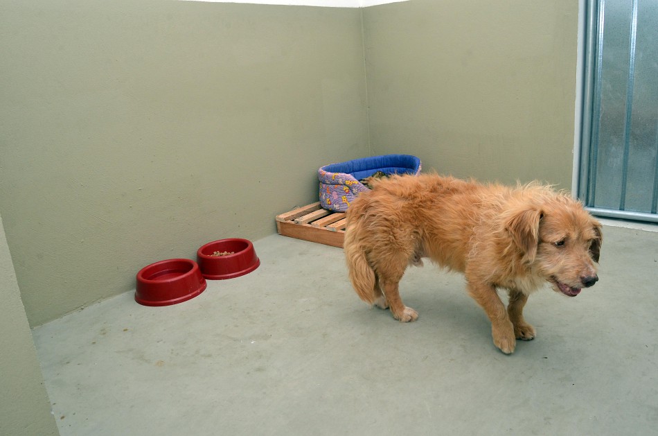 Bem Estar Animal atende 286 animais em outubro