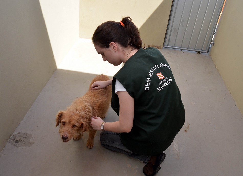 Bem Estar Animal atende 183 animais em setembro
