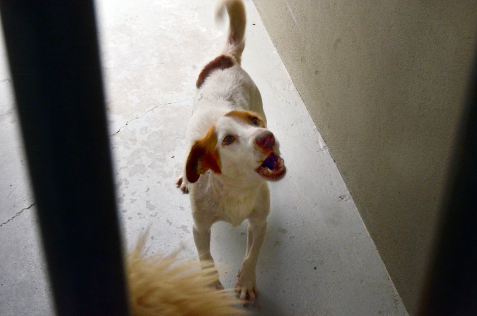 Castração busca controle populacional de animais de rua