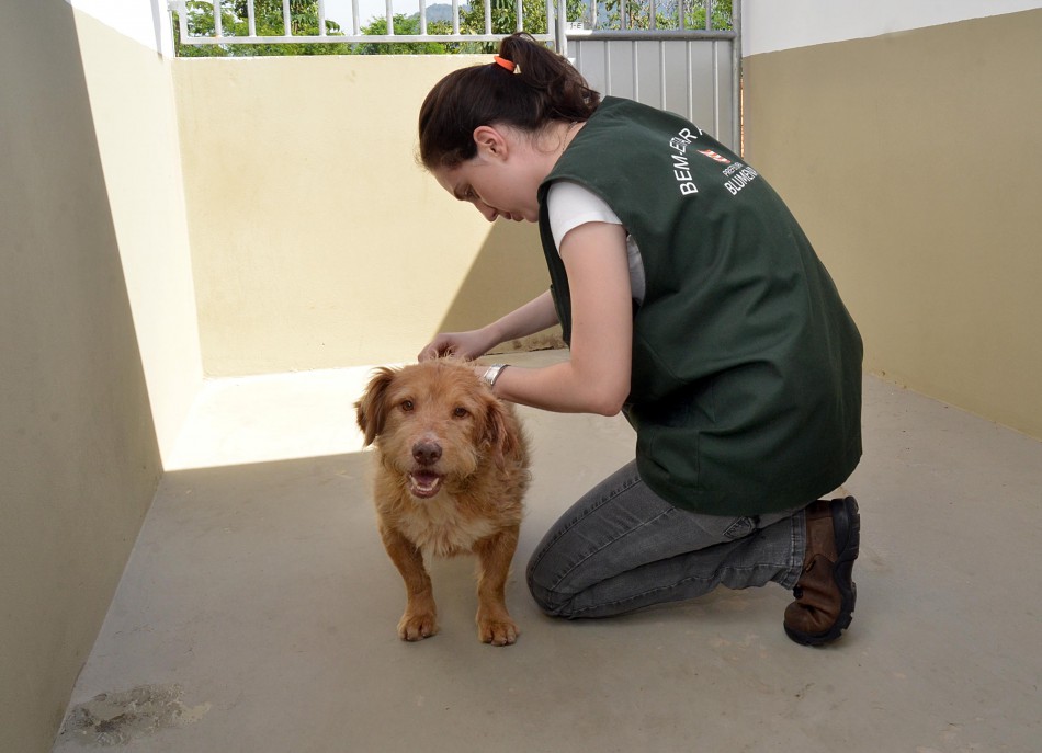 Diretoria de Bem Estar Animal fecha o ano com 1.469 animais atendidos 