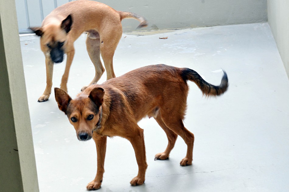 Animais são adotados no Sábado Animal no Coração de Blumenau
