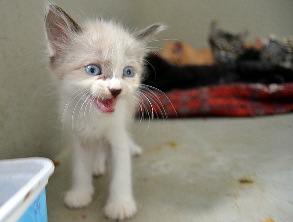 Bem Estar Animal atende 169 animais em janeiro