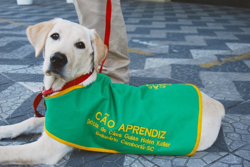 Deficientes visuais de Blumenau recebem cães-guia