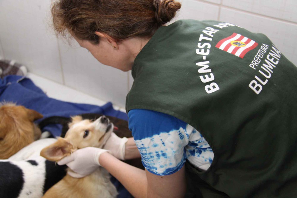 Mais de 60 animais castrados na Vila Itoupava