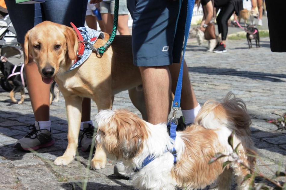 Inscrições para Cãominhada terminam nesta quinta-feira, dia 30