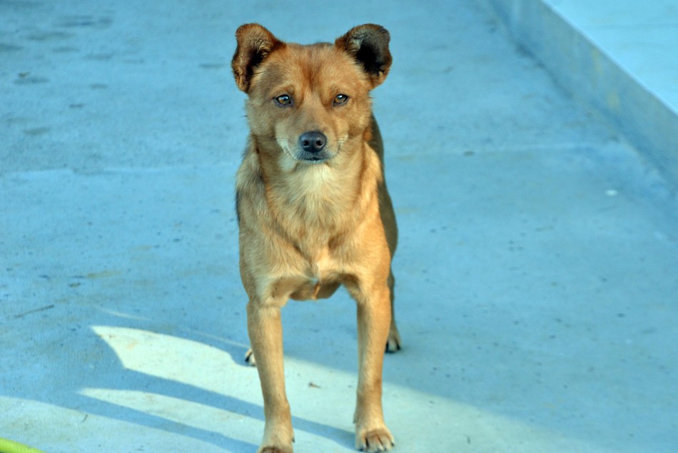 Diretoria de Bem Estar-Animal beneficia 291 animais em julho