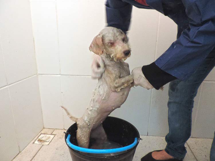 Bem Estar Animal recebe apoio da população com o Sábado é Dia de Banho