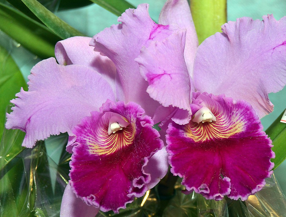 Festa das Orquídeas começa neste sábado no Parque Vila Germânica