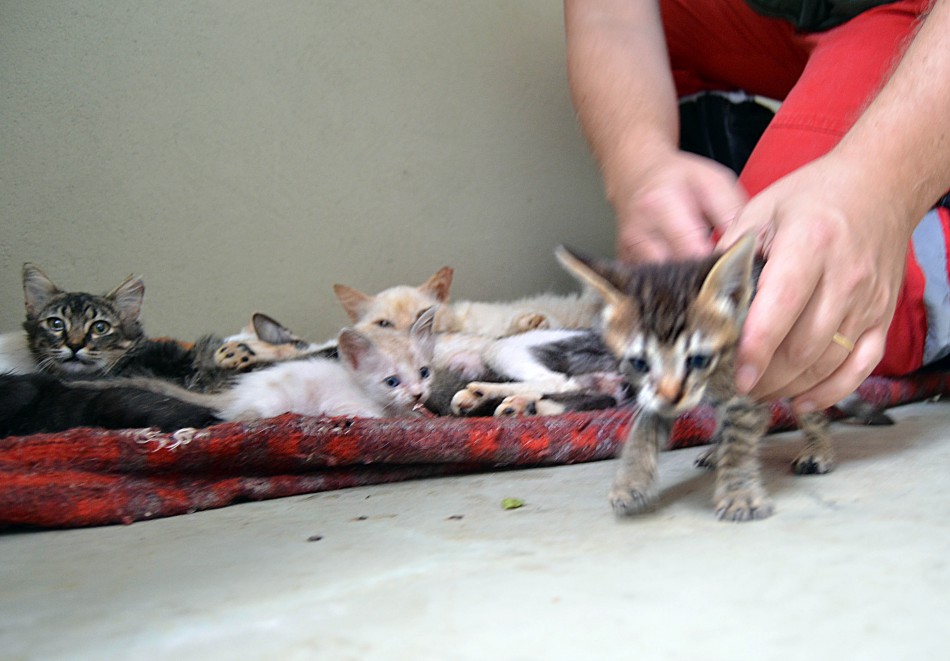 Bem Estar Animal registra 274 animais atendidos em maio