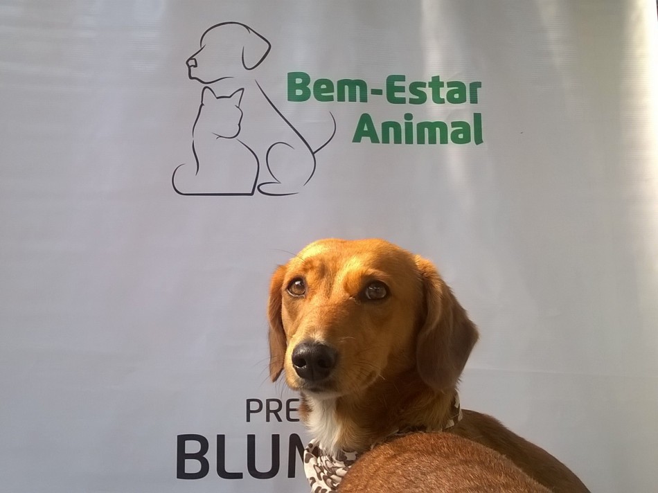 2ª Semana do Bem Estar Animal encerra com benção e 11 adoções