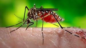Saúde promove neste sábado ação pelo combate ao mosquito Aedes Aegypti