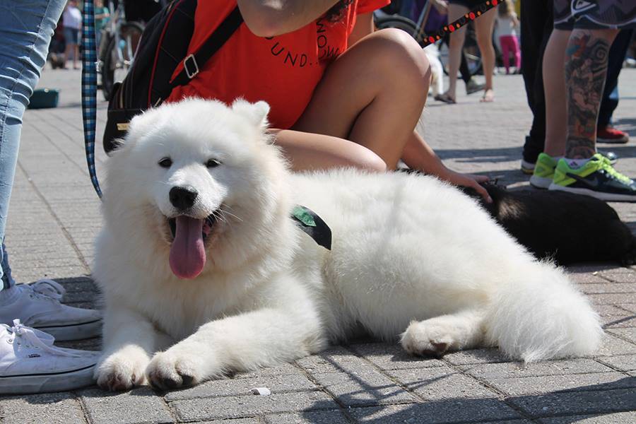 Quase 3 mil cães participam da Cãominhada