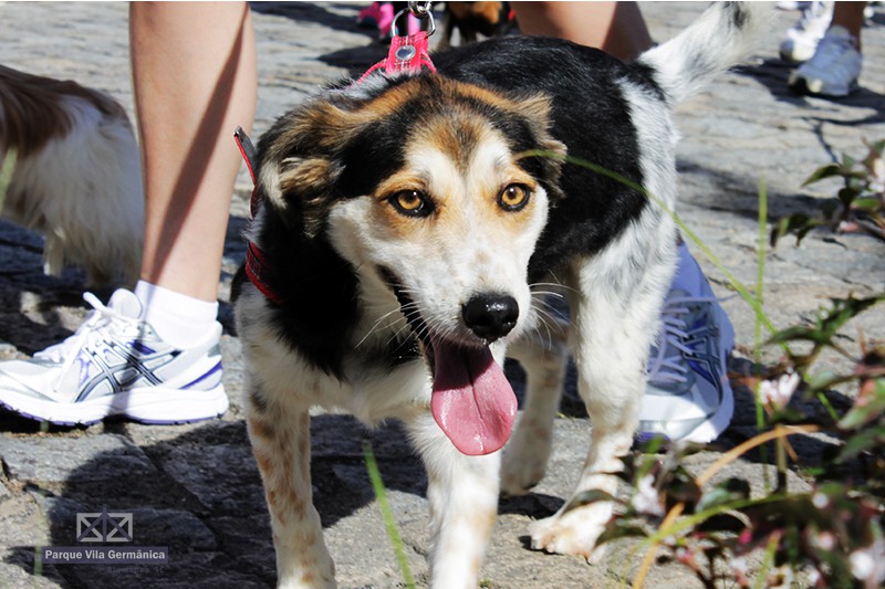 Últimos dias de inscrições para a Cãominhada