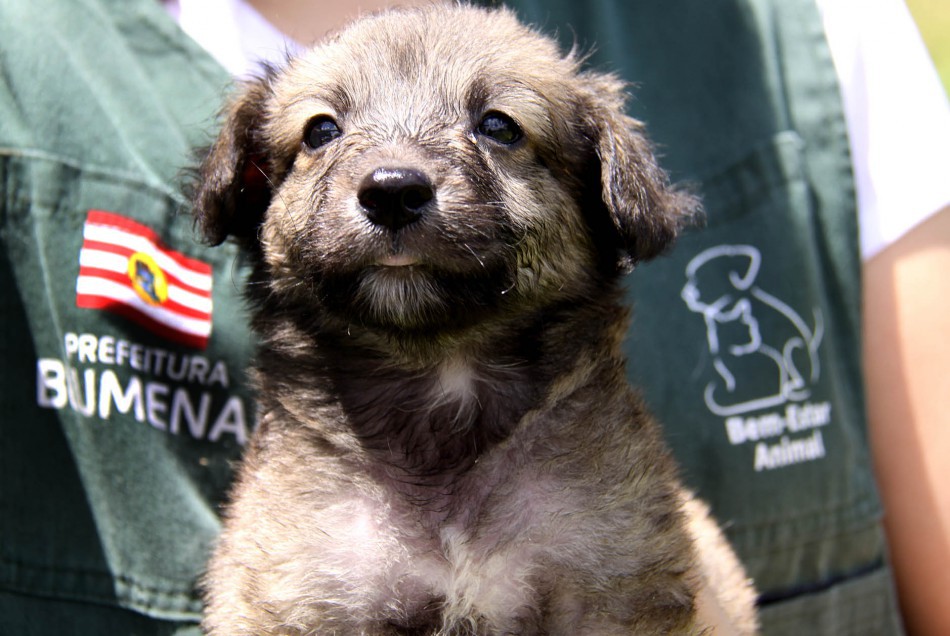 Blumenau começa a realizar primeiro censo animal do município