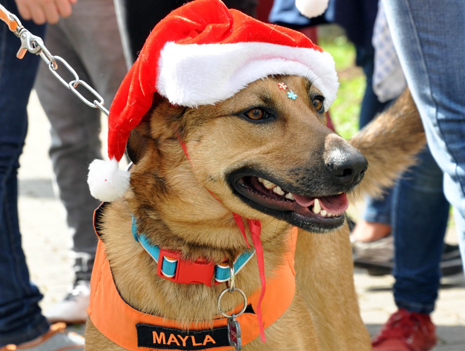 Inscrições para o Desfile Pet encerram amanhã