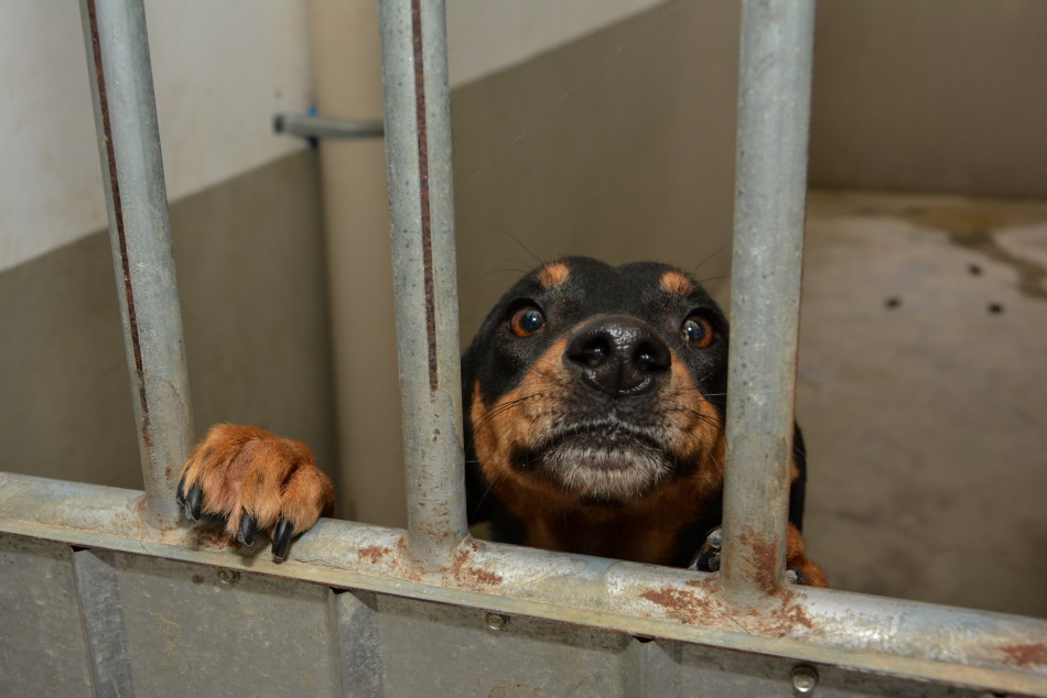 Centro cirúrgico do Cepread vai facilitar atendimento a animais recolhidos