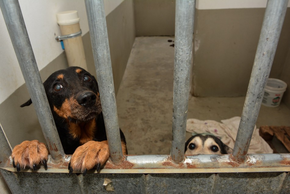 Animais do Cepread estarão em feira de adoção no Shopping Neumarkt