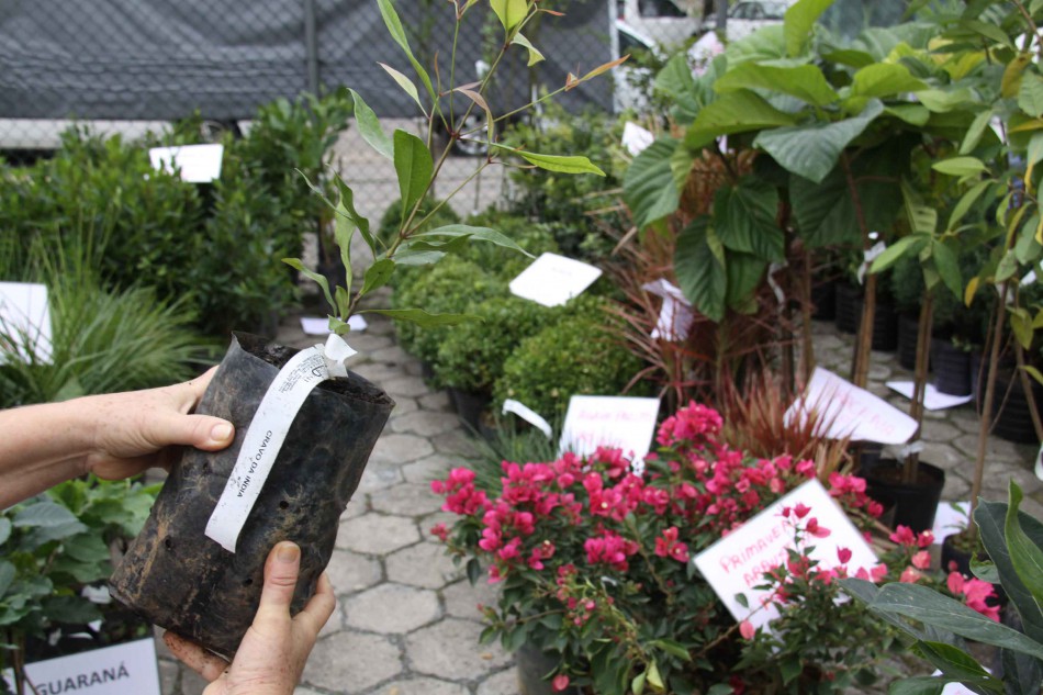 Feira Livre recebe Campanha de Mudas Frutíferas