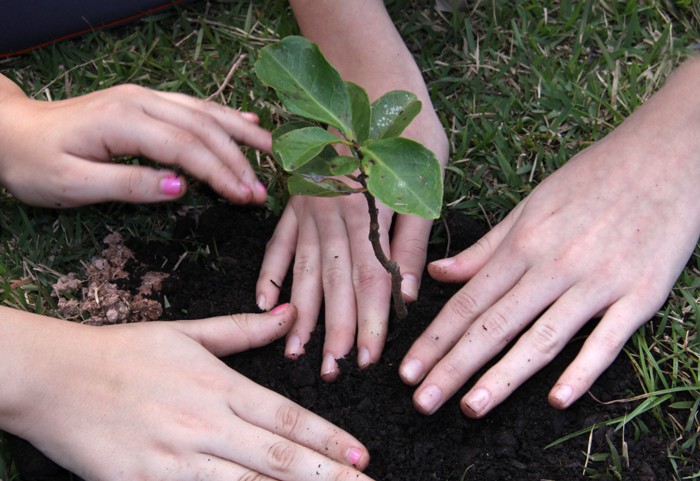 Blumenau terá primeiro Plano Municipal de Arborização