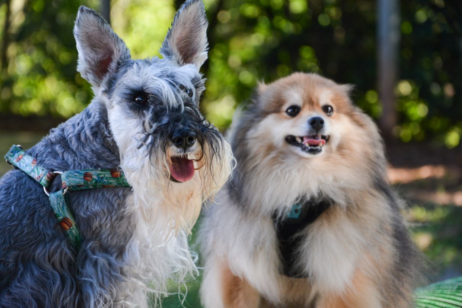 Parque dos Animais completa um ano de atividades