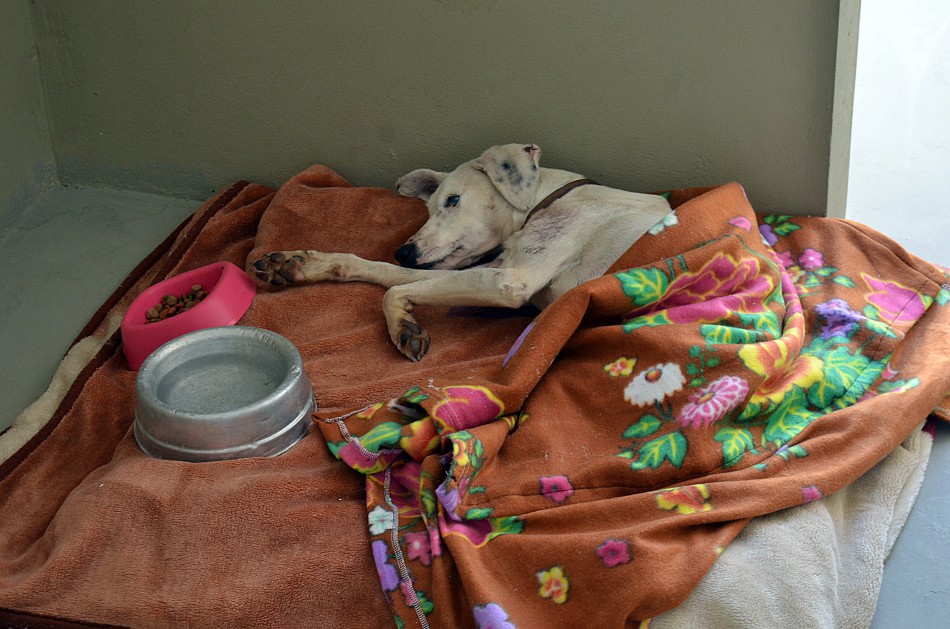 Profissionais do Cepread já deram assistência a mais de 7,7 mil animais