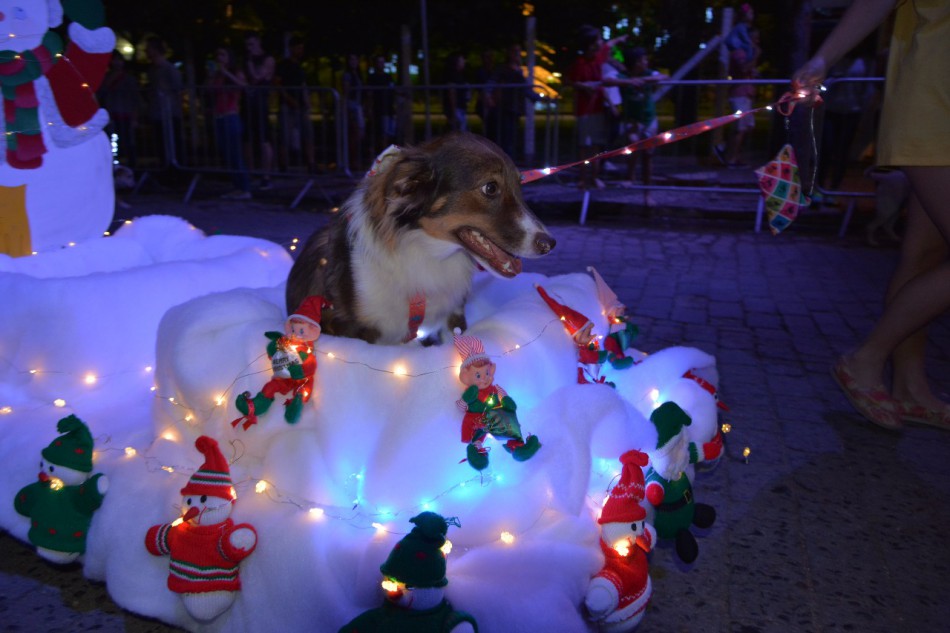 Desfile Pet de Natal reúne 130 cães na Rua Alberto Stein
