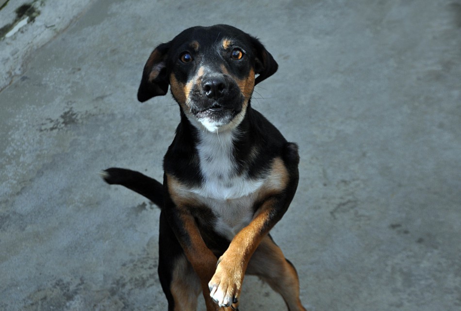 Mutirão de castrações é iniciado com dez esterilizações no Cepread