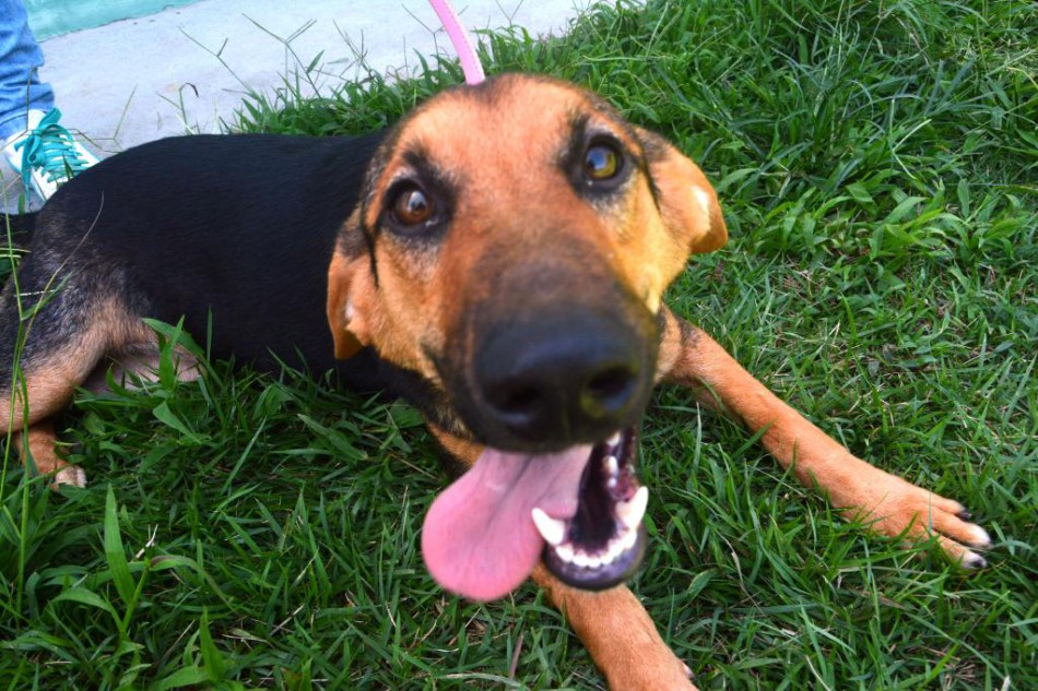Dia da Esterilização Animal incentiva debate sobre controle populacional