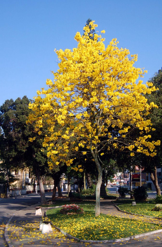 Faema faz plantio de mudas de ipê amarelo na Rua 7 de Setembro