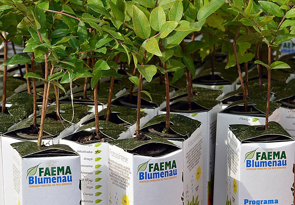 Faema distribui mudas de árvores em alusão ao Dia da Biodiversidade