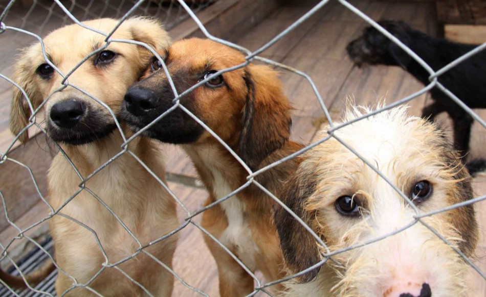 Especialistas debatem políticas de bem-estar animal para a cidade e região