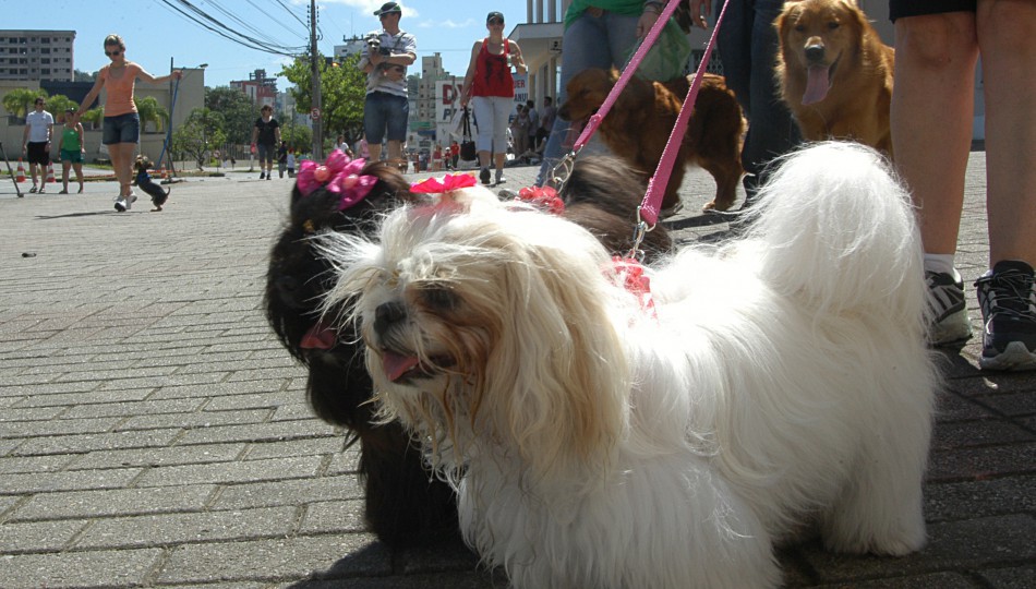 Interessados ainda podem fazer a inscrição para a 25ª Cãominhada