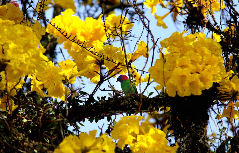 Adiada observação de aves no Parque São Francisco de Assis