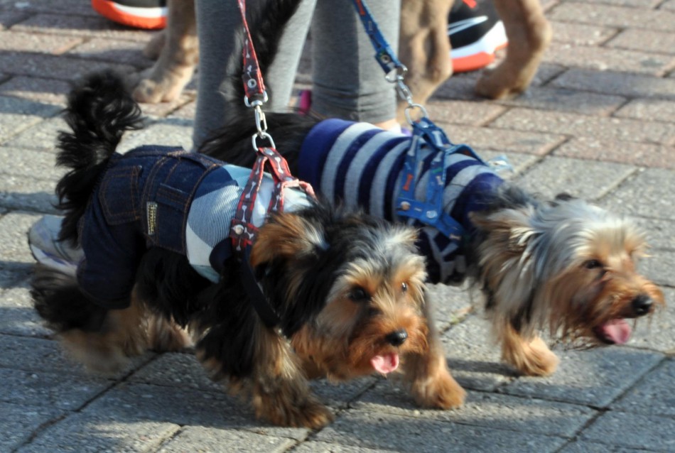 1ª Cãominhada da Vila Itoupava acontece no domingo, dia 30